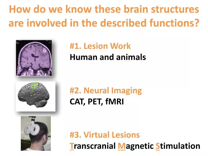 how do we know these brain structures are involved in the described functions