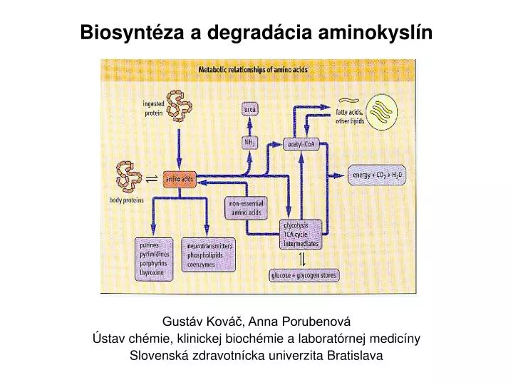 biosynt za a degrad cia aminokysl n