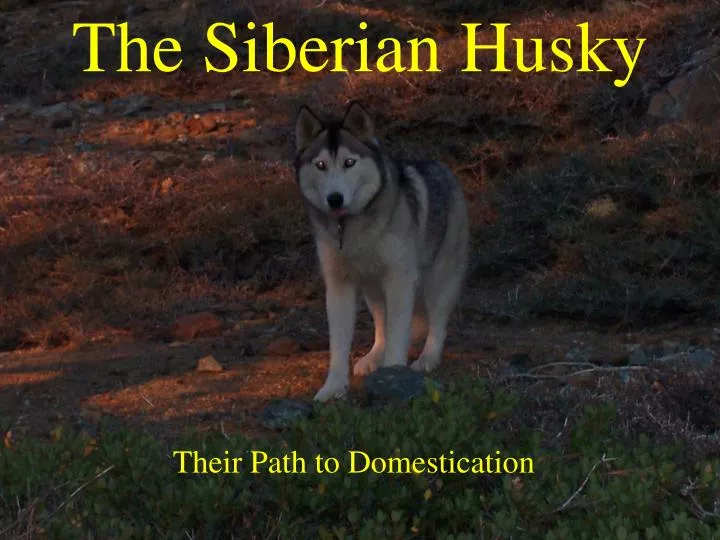 the siberian husky