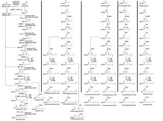 Figure S1.Fatty acid elongation related to capsaicinoids.