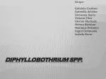 Diphyllobothrium spp . - slide 1