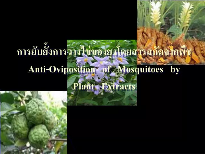 anti oviposition of mosquitoes by plant extracts