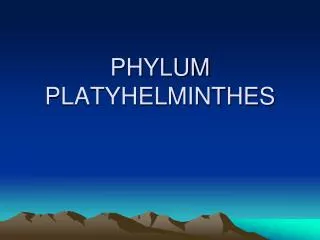 phylum platyhelminthes