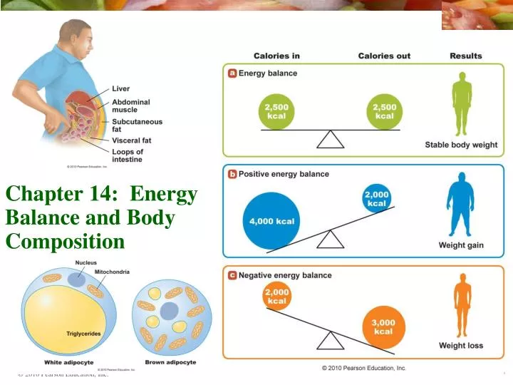 chapter 14 energy balance and body composition