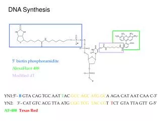 DNA Synthesis