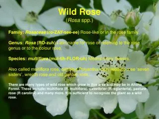 Wild Rose ( Rosa spp.)