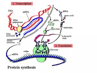 Why Do We Need Proteins?