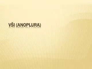 v i anoplura