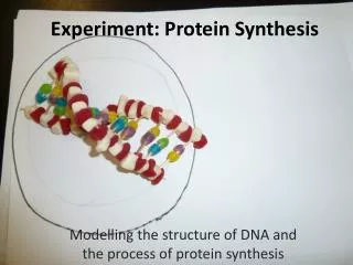 Experiment: Protein Synthesis