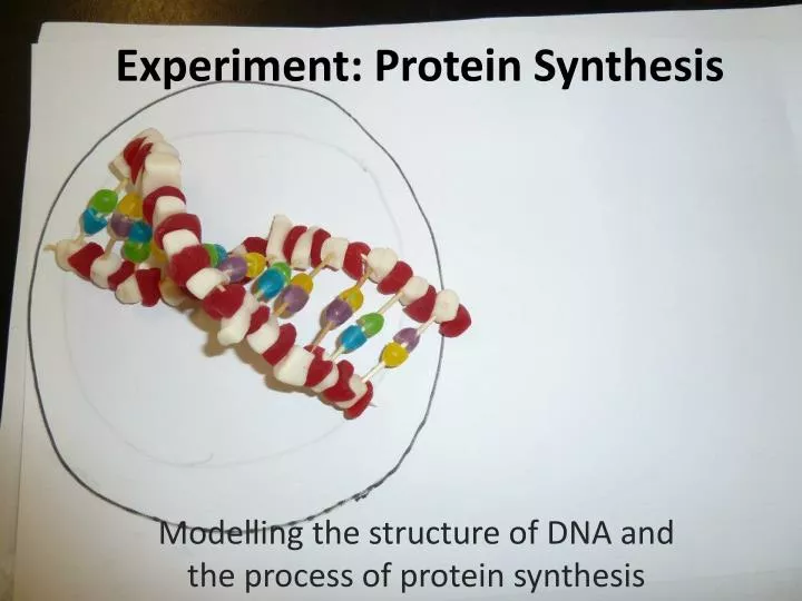 experiment protein synthesis