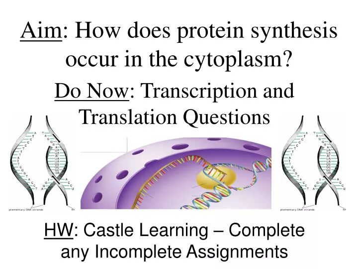 aim how does protein synthesis occur in the cytoplasm