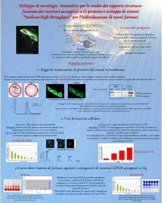 Utilizzo della fotoproteina equorina, derivante dalla medusa Aequorea Victoria ,