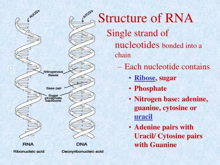 structure of rna