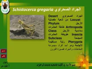 schistocerca gregaria