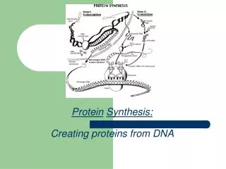 Protein Synthesis: Creating proteins from DNA