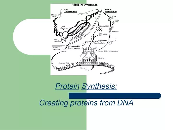 protein synthesis creating proteins from dna