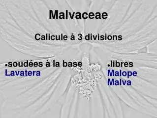 malvaceae