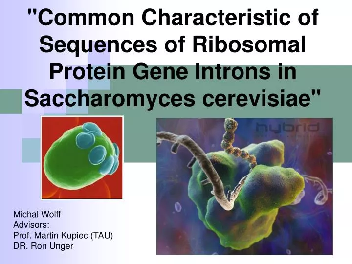 common characteristic of sequences of ribosomal protein gene introns in saccharomyces cerevisiae