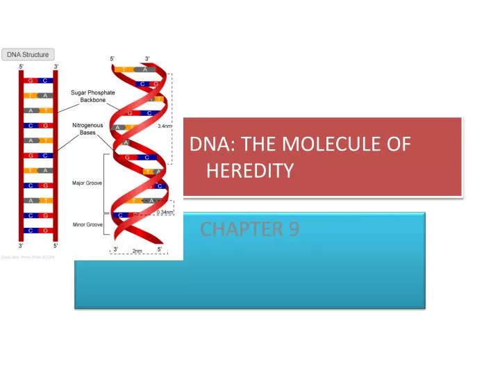 dna the molecule of heredity