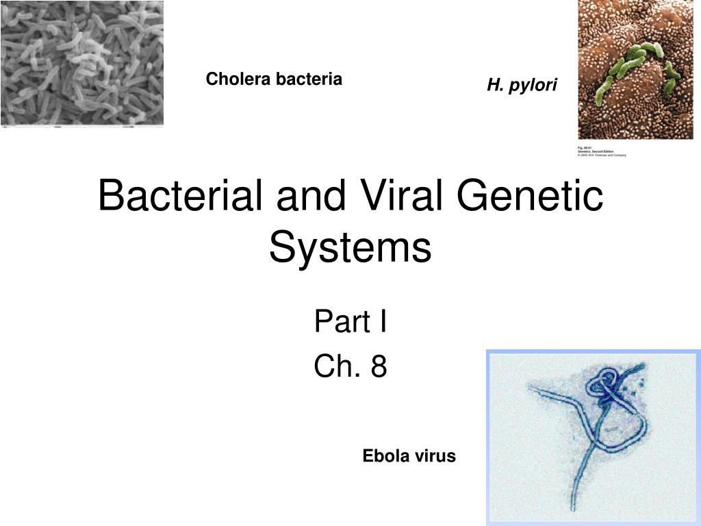 PPT - Bacterial and Viral Genetic Systems PowerPoint Presentation, free ...