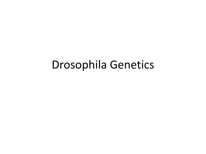 drosophila genetics