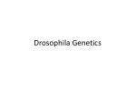 Drosophila Genetics - slide 1