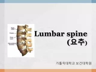 lumbar spine