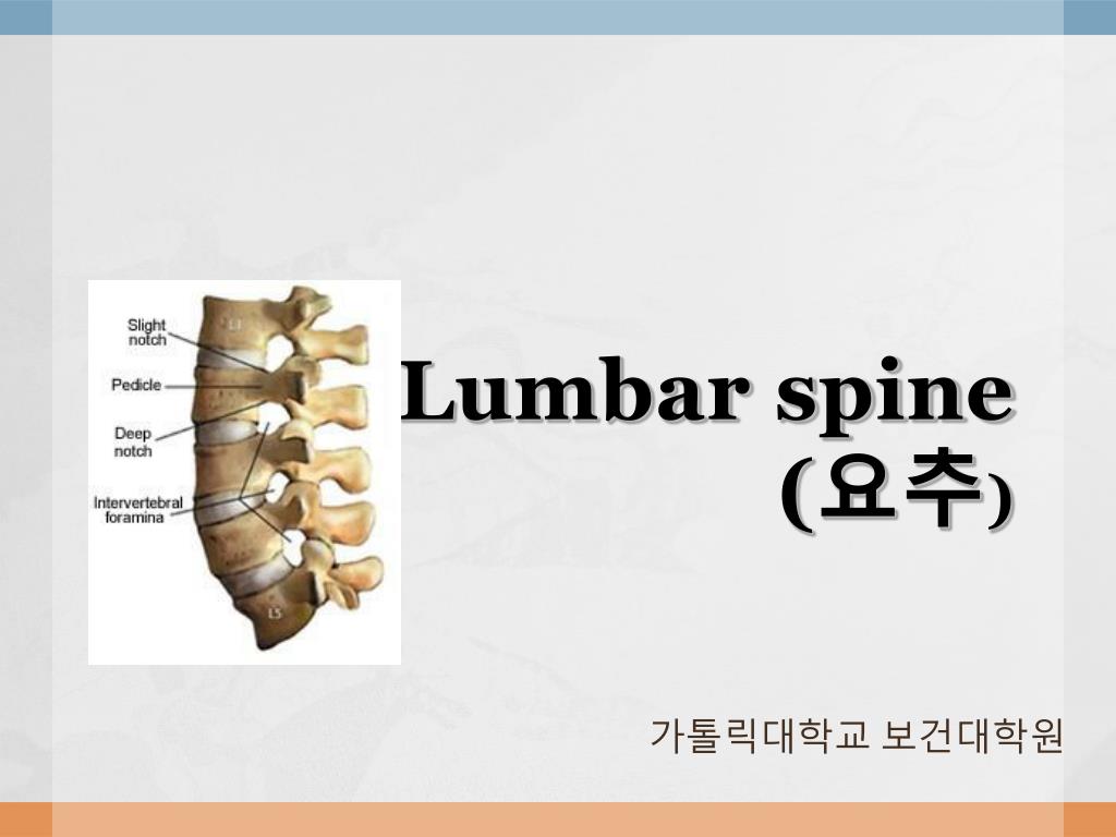 PPT - Lumbar spine ( 요추 ) PowerPoint Presentation, free download - ID ...