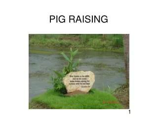 PIG RAISING