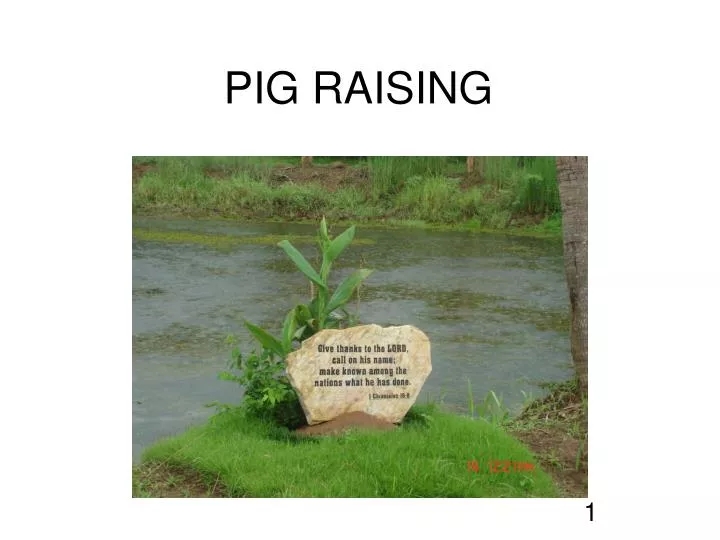 pig raising