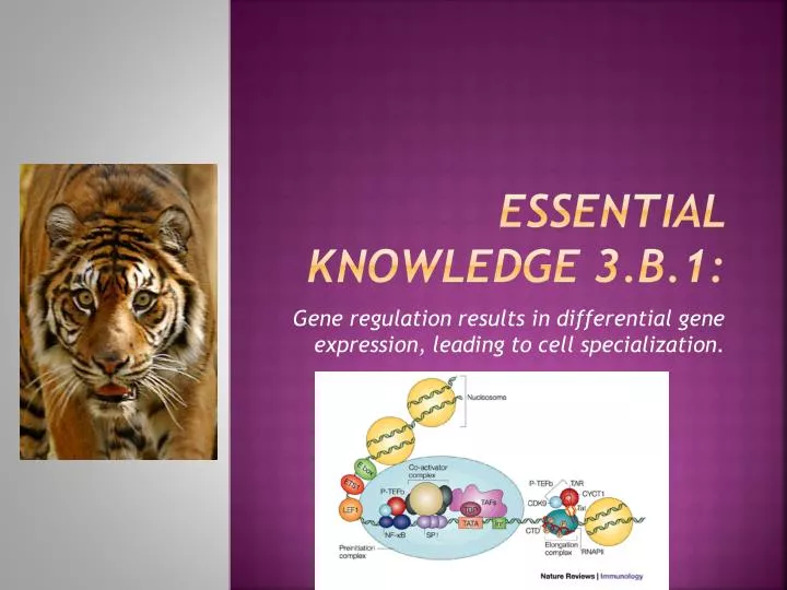 essential knowledge 3 b 1