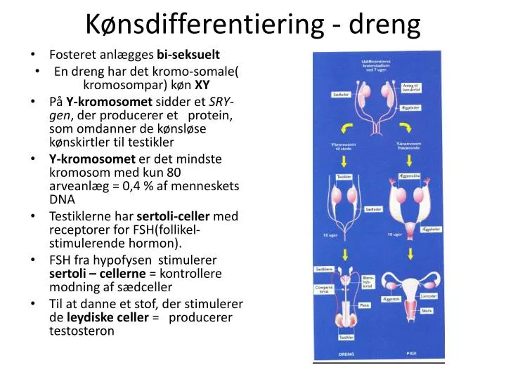 k nsdifferentiering dreng