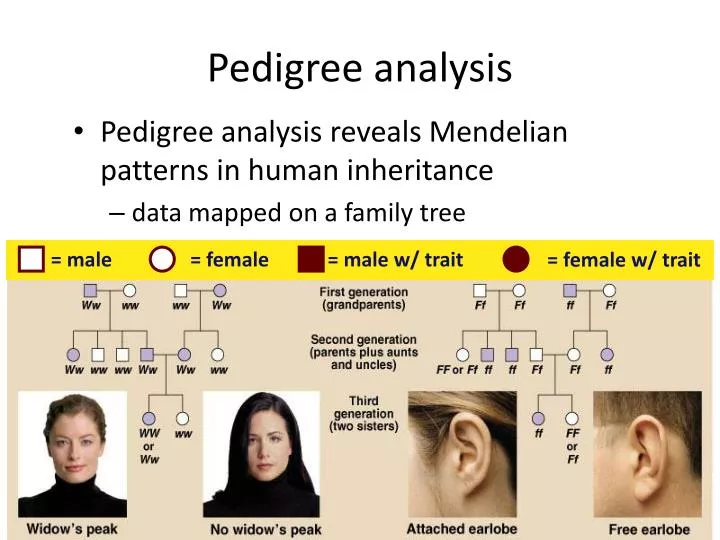 pedigree analysis