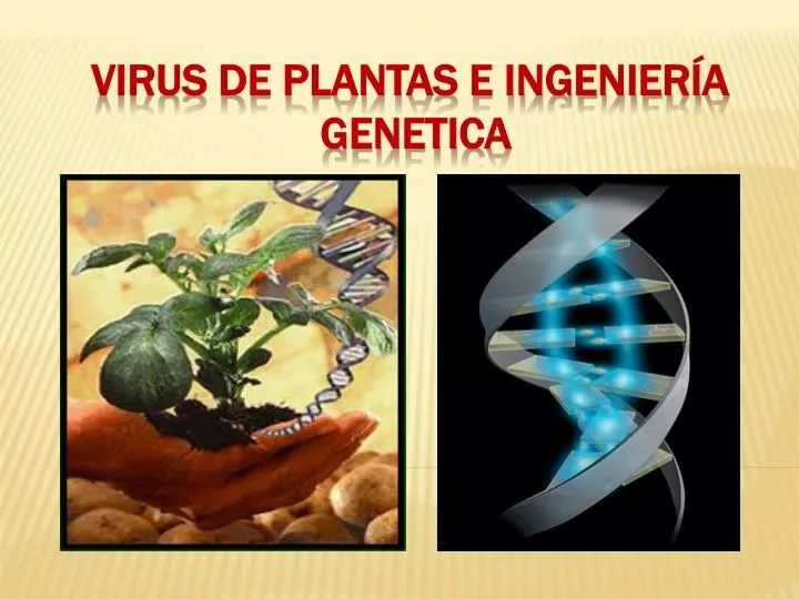 virus de plantas e ingenier a genetica
