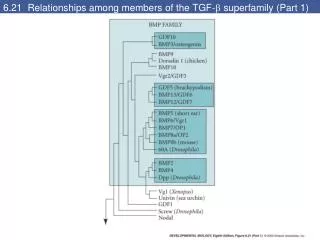 6.21 Relationships among members of the TGF- ? superfamily (Part 1)