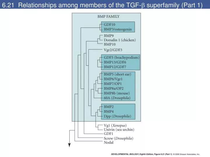 6 21 relationships among members of the tgf superfamily part 1