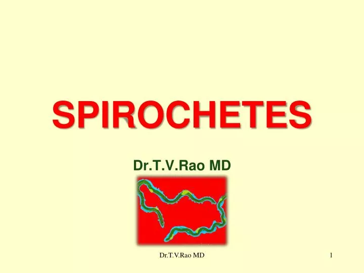 spirochetes