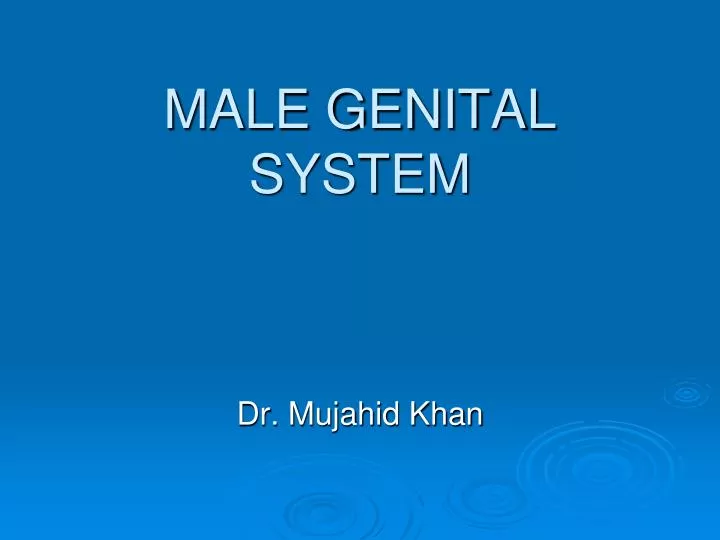 male genital system