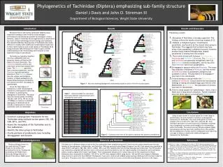 phylogenetics of tachinidae diptera emphasizing sub family structure