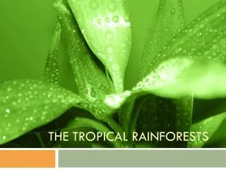 THE Tropical rainforests