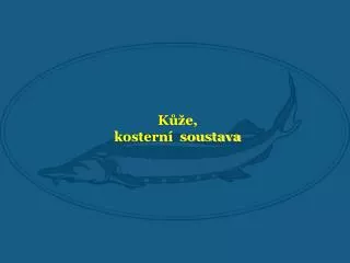 k e kostern soustava