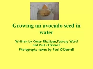 Growing an avocado seed in water