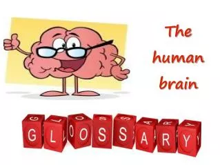 The human brain