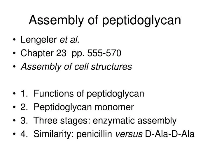 assembly of peptidoglycan