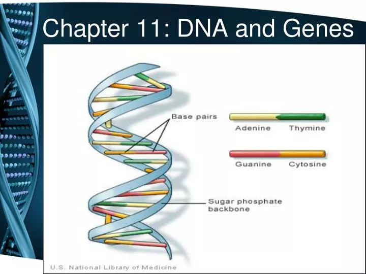 chapter 11 dna and genes