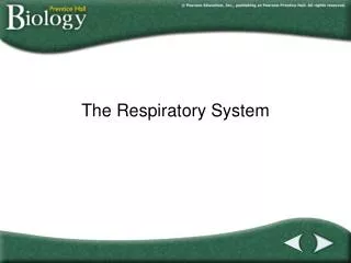 the respiratory system