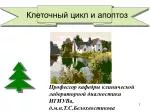 Клеточный цикл и апоптоз - slide 1