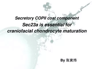 Secretory COPII coat component Sec23a is essential for craniofacial chondrocyte maturation