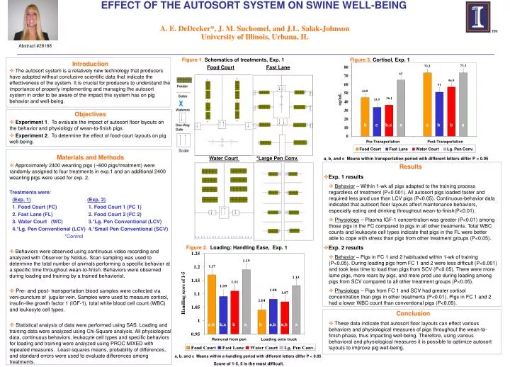 effect of the autosort system on swine well being