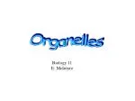 Organelles - slide 1